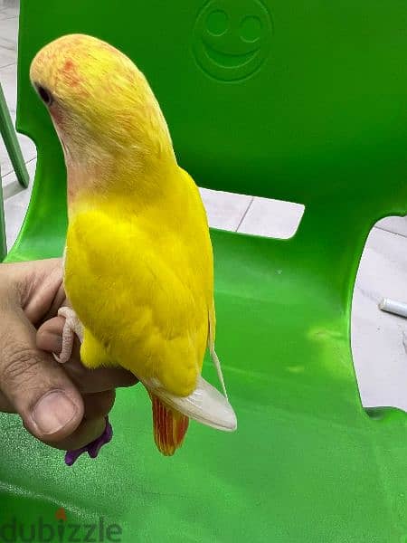 tamed love bird urgent for sale 1