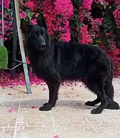 male German sheprd long hair top level