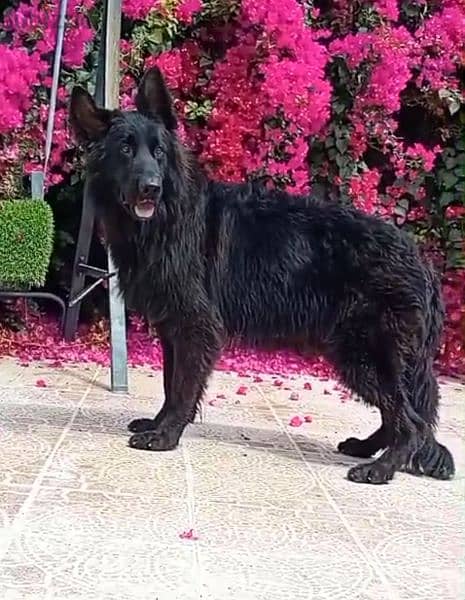 male German sheprd long hair top level 1