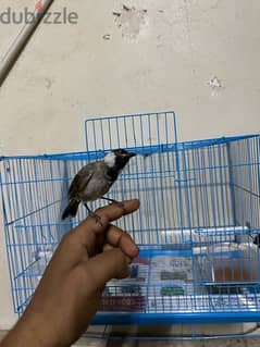 bulbul 0