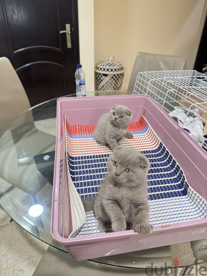 Scottishfold 1