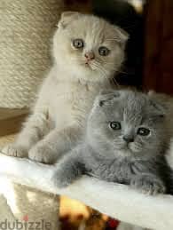 Scottishfold 2