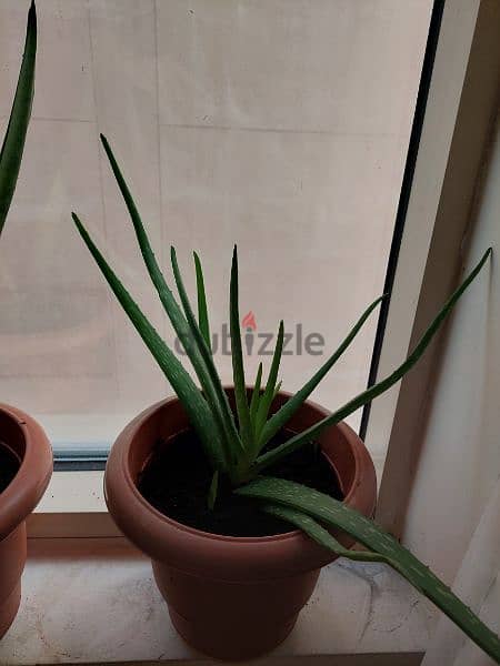 Aleo Vera plant indoor air purifyer 1