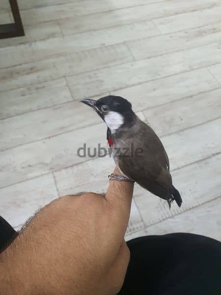 Bahraini bulbul 0