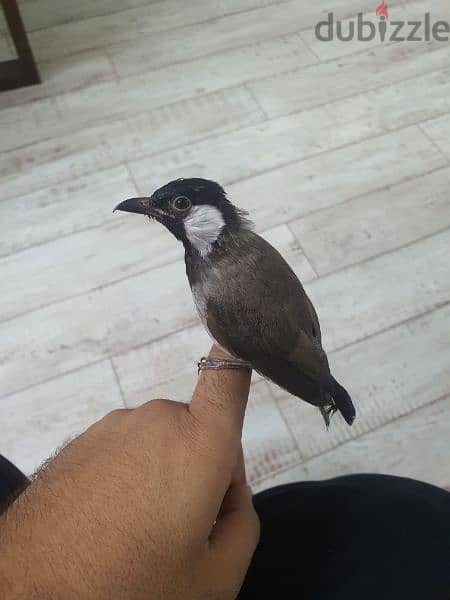 Bahraini bulbul 1