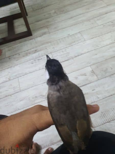 Bahraini bulbul 2