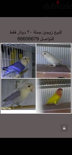 2 pairs love birds special opalin only 30 BD