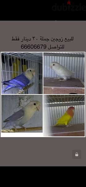 2 pairs love birds special opalin only 30 BD 0