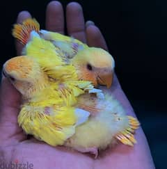 love birds urgent for sale 0