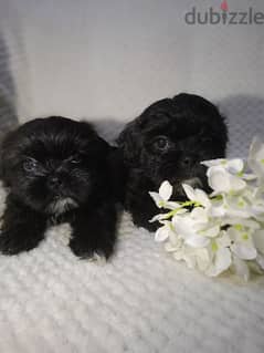 Shih Tzu Puppy