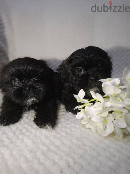 Shih Tzu Puppy 0