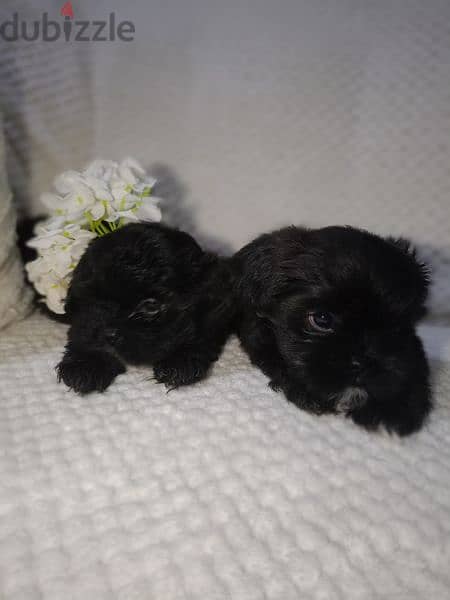 Shih Tzu Puppy 1