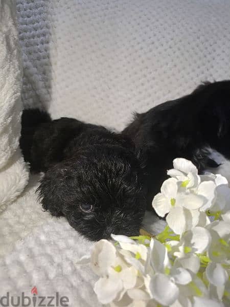 Shih Tzu Puppy 2