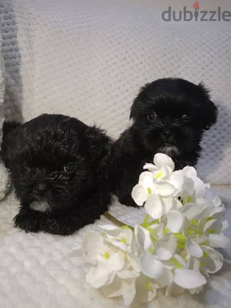 Shih Tzu Puppy 3