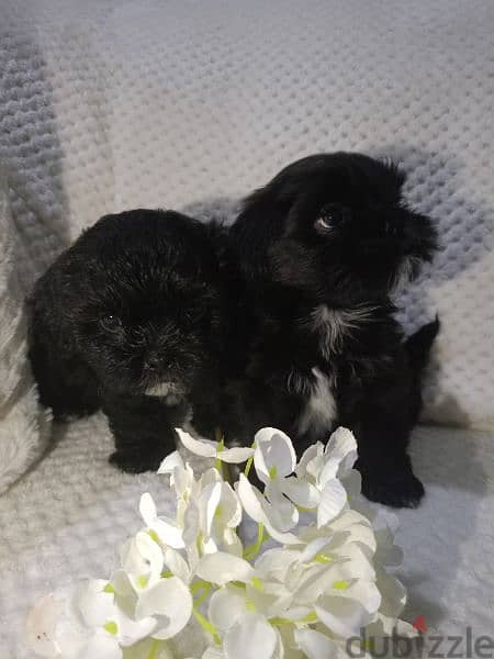 Shih Tzu Puppy 4