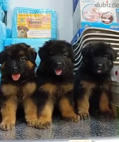 female German shiperd puppies long hair top level