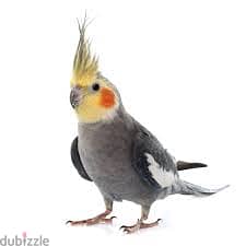 A Missing cockatiel 39629312