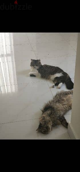 sherazi healthy cats for free 4