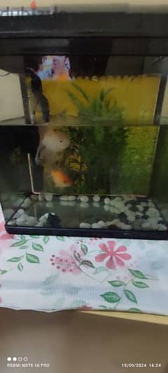 Aquarium with fishes for sale