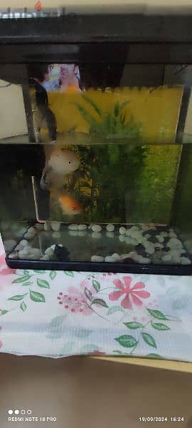 Aquarium with fishes for sale 0