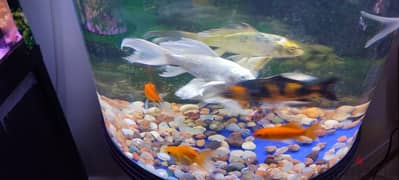 Various fishes for sell