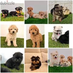 Mini toy poodle, Pomeranian, yorki, Golden retriever 0