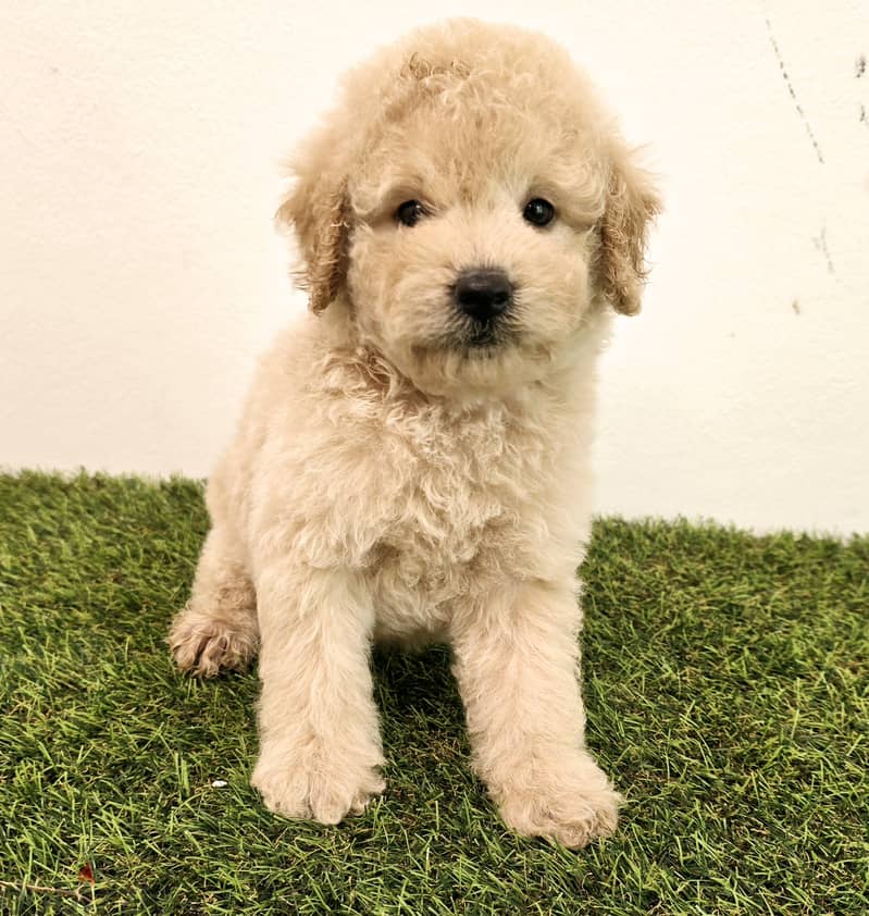 Mini toy poodle, Pomeranian, yorki, Golden retriever 1