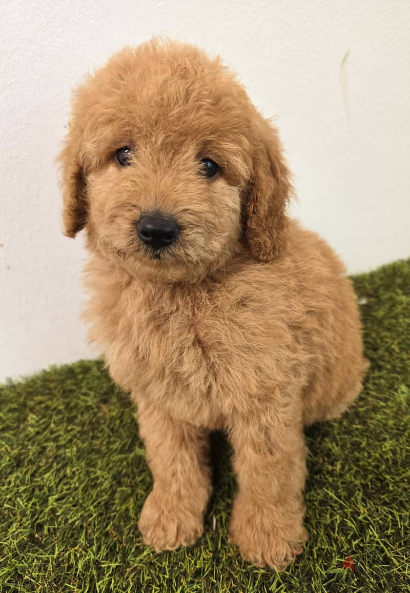 Mini toy poodle, Pomeranian, yorki, Golden retriever 2