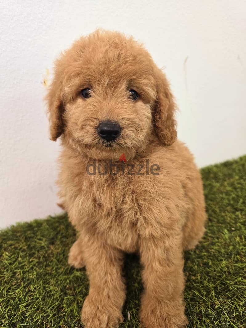 Mini toy poodle, Pomeranian, yorki, Golden retriever 3