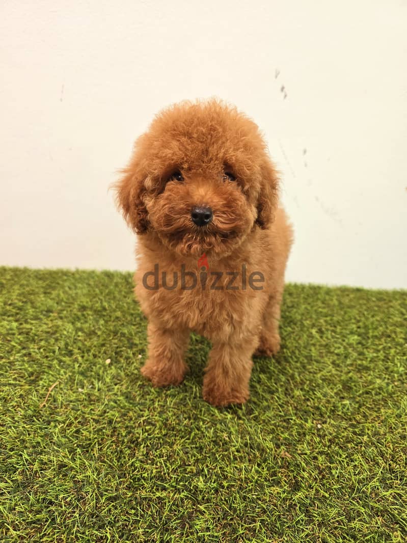 Mini toy poodle, Pomeranian, yorki, Golden retriever 4