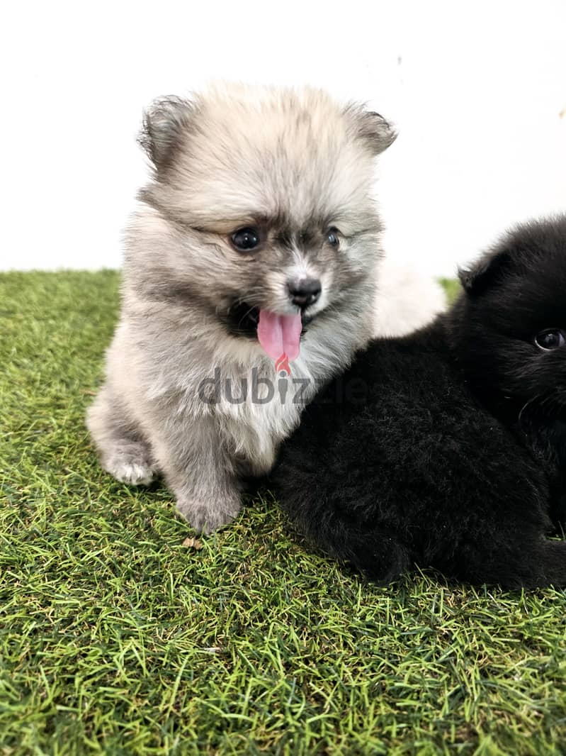 Mini toy poodle, Pomeranian, yorki, Golden retriever 7