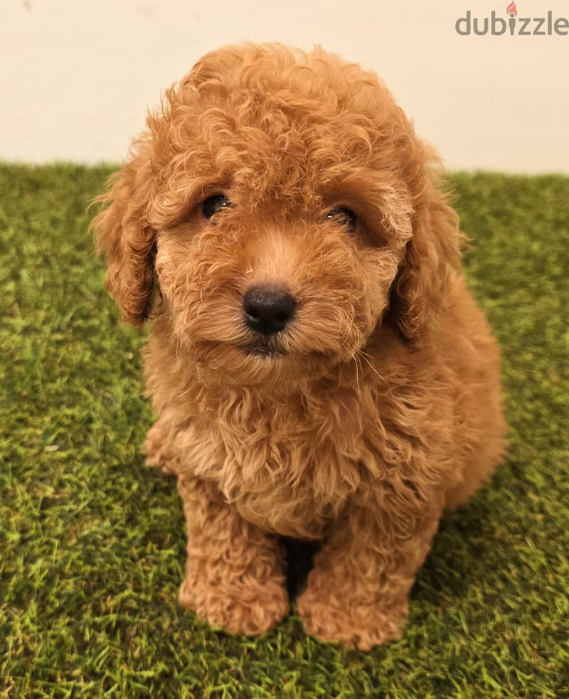 Mini toy poodle, Pomeranian, yorki, Golden retriever 8