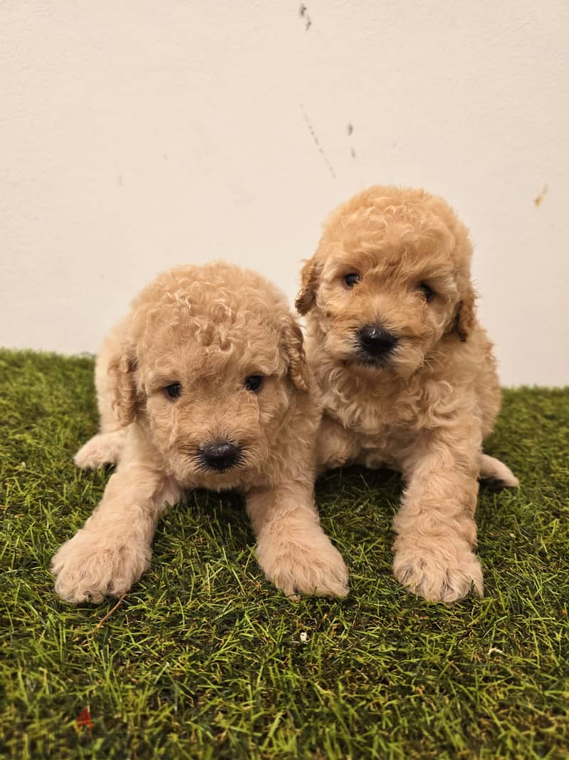 Mini toy poodle, Pomeranian, yorki, Golden retriever 9