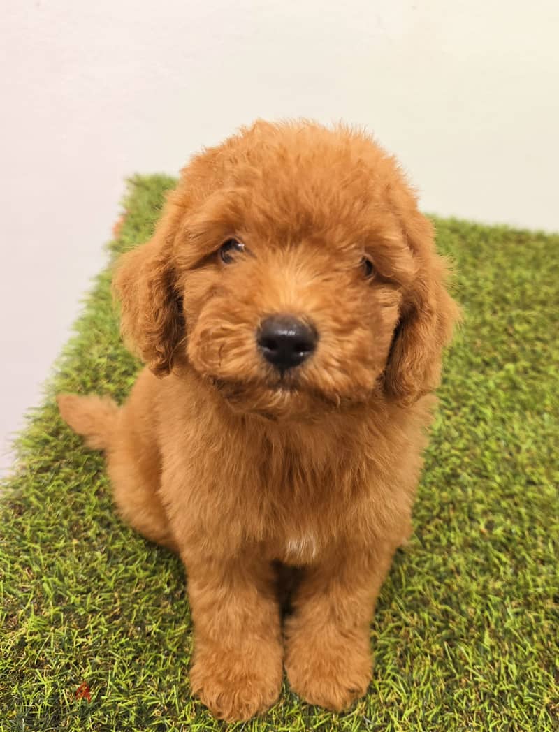 Mini toy poodle, Pomeranian, yorki, Golden retriever 10