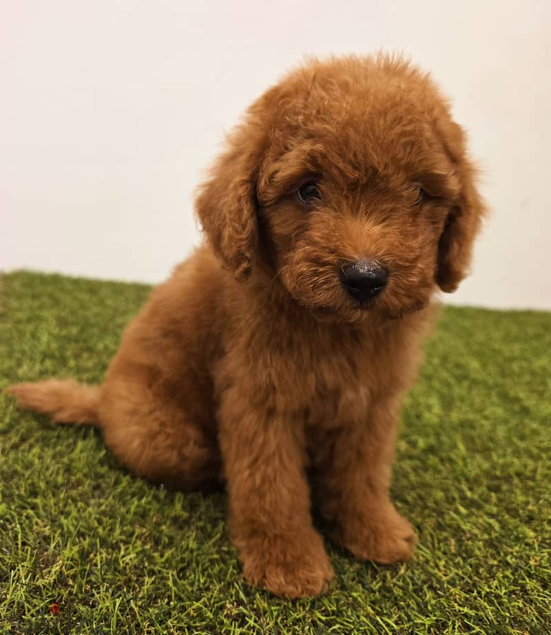 Mini toy poodle, Pomeranian, yorki, Golden retriever 11