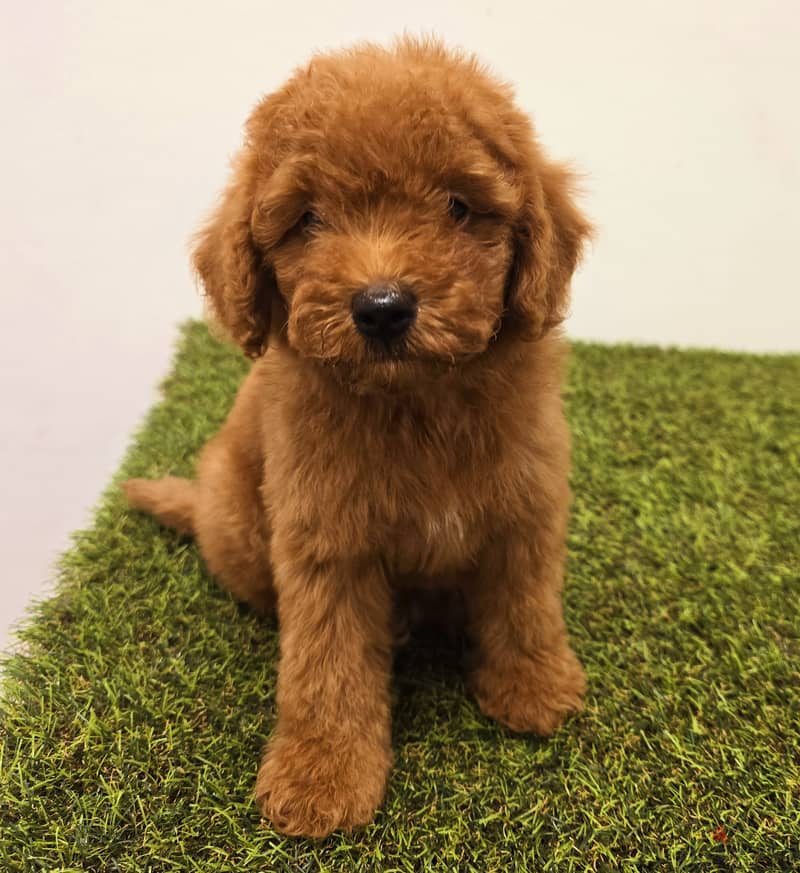 Mini toy poodle, Pomeranian, yorki, Golden retriever 12