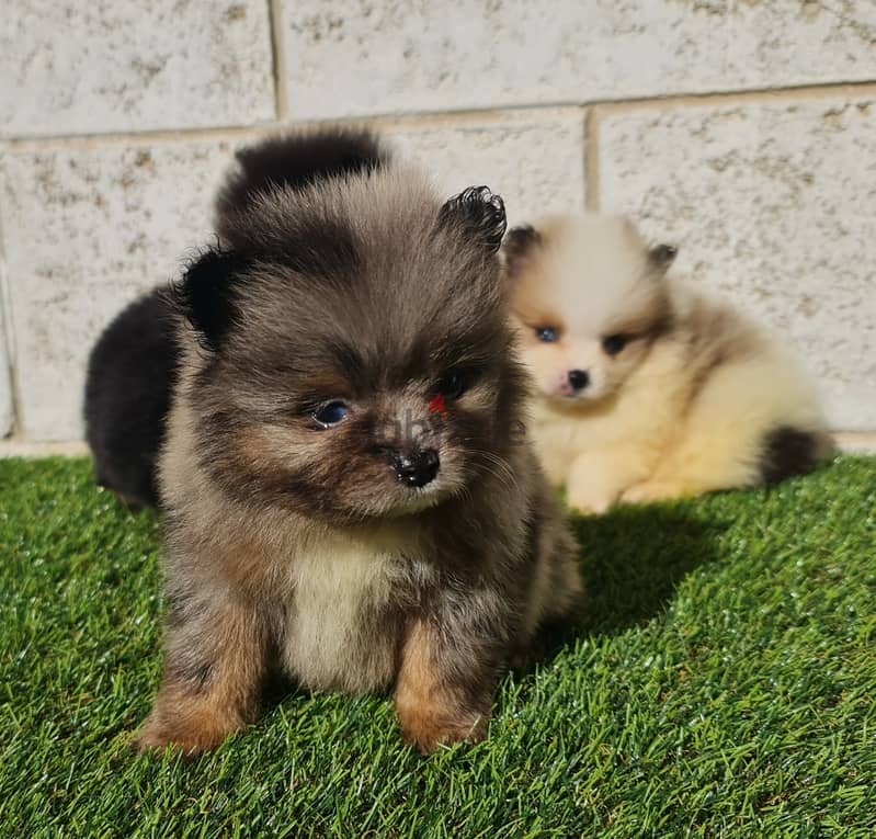 Mini toy poodle, Pomeranian, yorki, Golden retriever 15