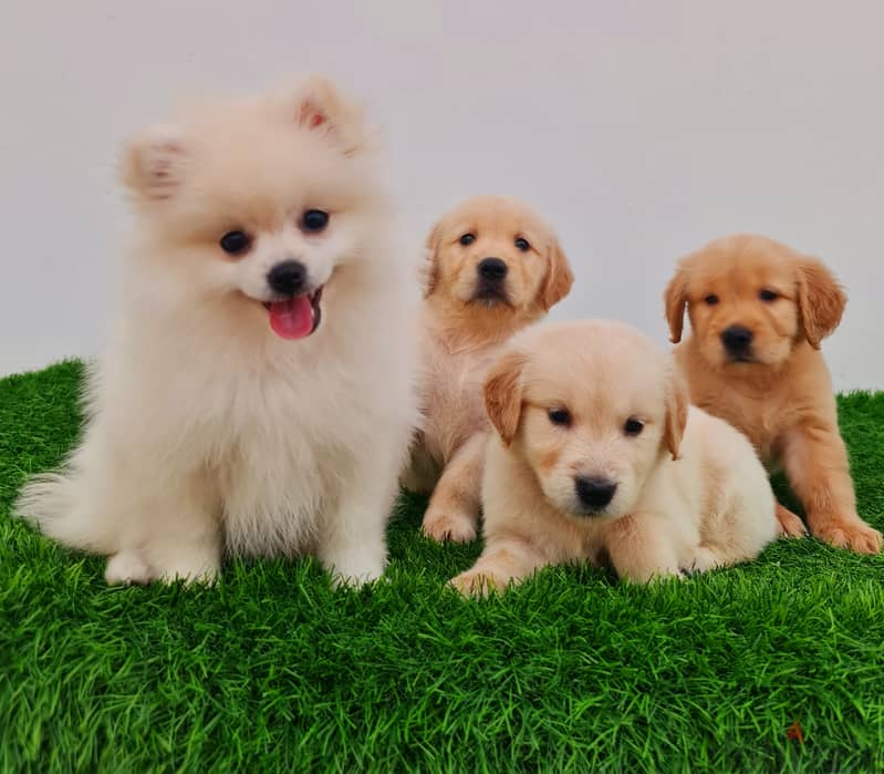 Mini toy poodle, Pomeranian, yorki, Golden retriever 17