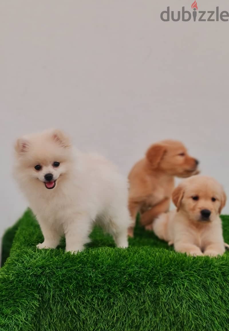 Mini toy poodle, Pomeranian, yorki, Golden retriever 18