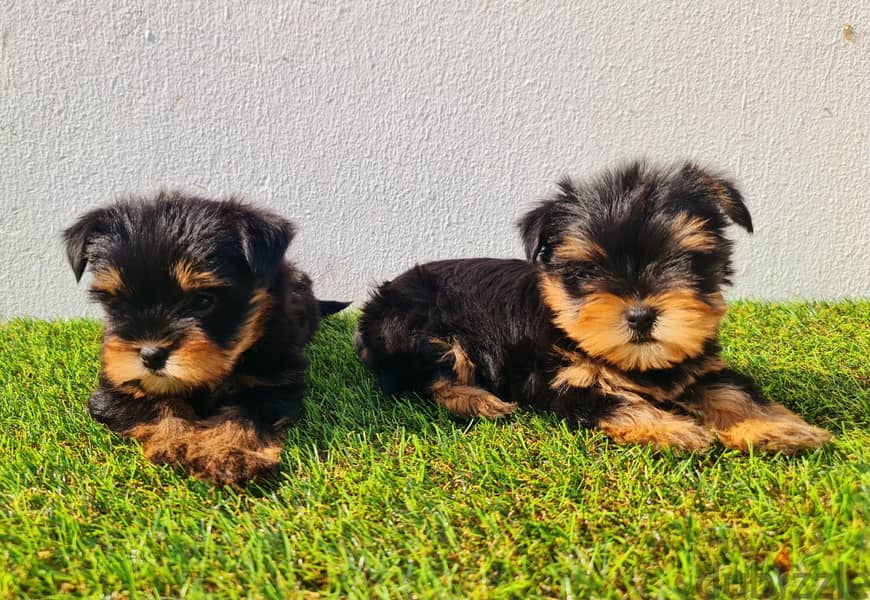 Mini toy poodle, Pomeranian, yorki, Golden retriever 19