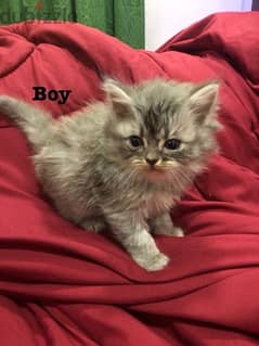 kitten for sale قطط للبيع 0