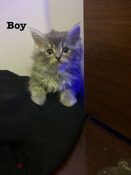 kitten for sale قطط للبيع 1