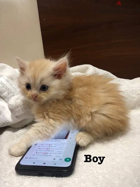 kitten for sale قطط للبيع 3