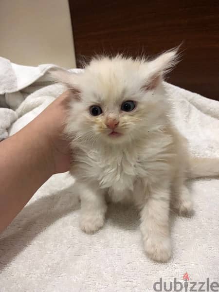 kitten for sale قطط للبيع 4