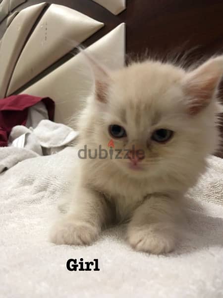 kitten for sale قطط للبيع 6