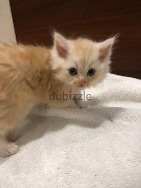 kitten for sale قطط للبيع 7