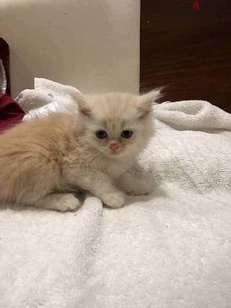 kitten for sale قطط للبيع 8