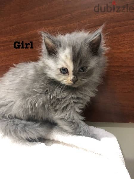 kitten for sale قطط للبيع 9