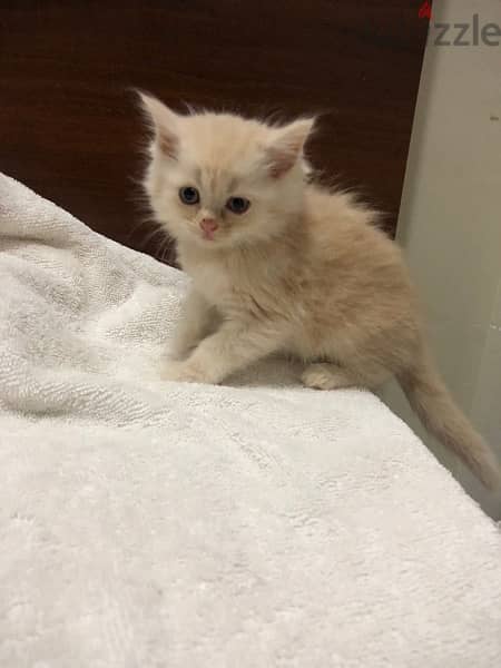 kitten for sale قطط للبيع 10