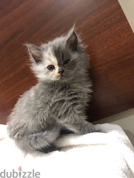 kitten for sale قطط للبيع 11